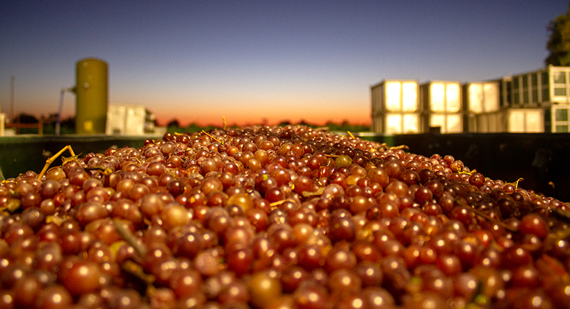 Rymill Grape Picking